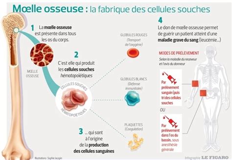 Don De Moelle Osseuse Tout Savoir Sur Le Don De Moelle