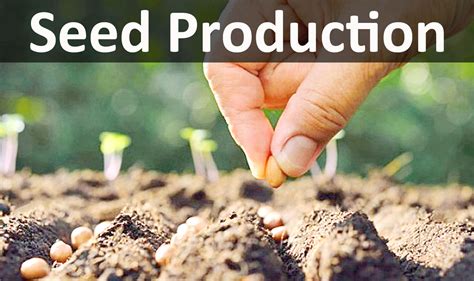 Seed Production Scope And Importance Of Seed Production Paper Tyari