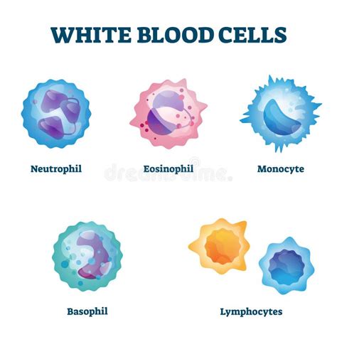 White Blood Cell Types Chart