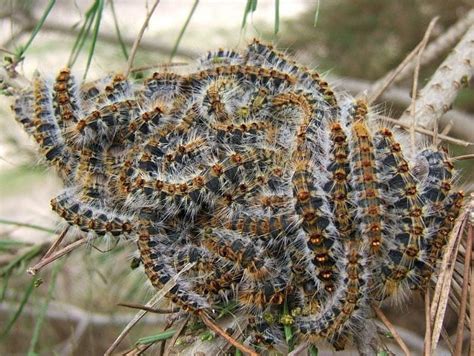 Dangers Of Pine Processionary Caterpillars Wildside Holidays