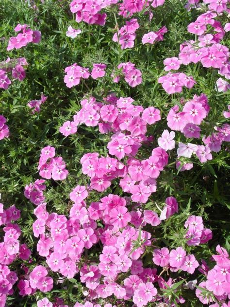 Tensiapink Pink Perennials Annual Flowers Flower Fertilizer