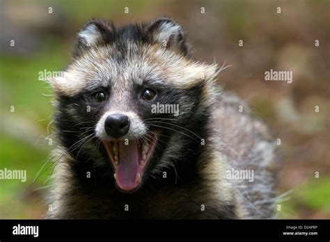 Raccoon Dog Nyctereutes Procyonoides Invasive Species In Germany
