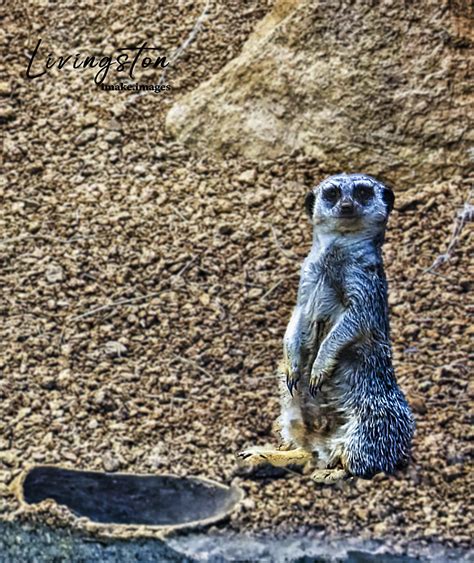 Meerkat African Mongoose Paul Livingston Flickr