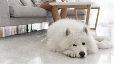 Beautiful Fluffy White Dog High Quality Photo Stock Photo Image Of