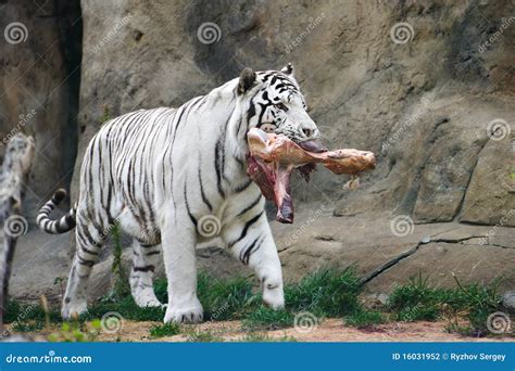 White Tiger With A Piece Of Meat In The Mouth Stock Photography Image