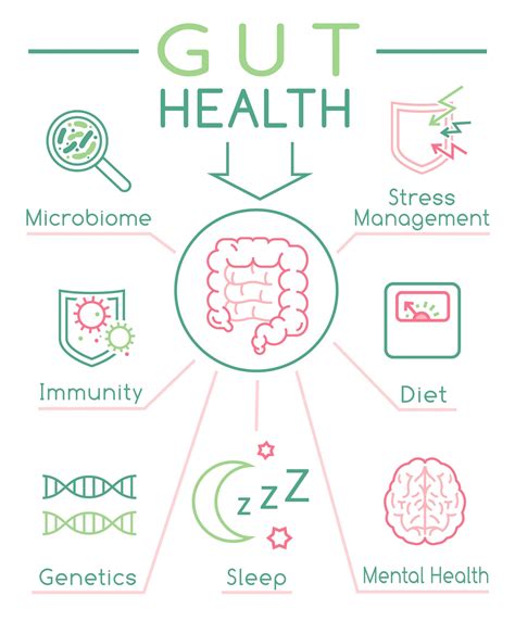 Infographic An Introduction To Gut Health Wellistic