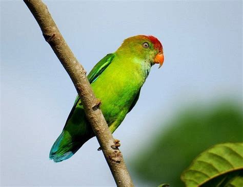 Sri Lanka Hanging Parrot Alchetron The Free Social Encyclopedia