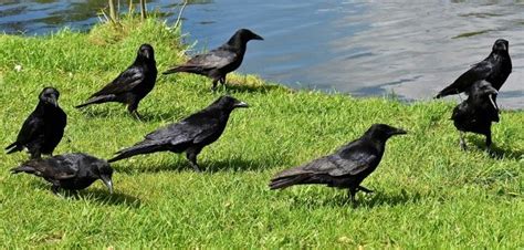 what is a group of ravens called all you need to know