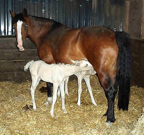 Twin Horses Foals Palomino Picture Gallery Photo Gallery Images