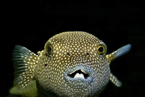 Puffer Fish Stock Image Image Of Discus Rain Photograph 13742557