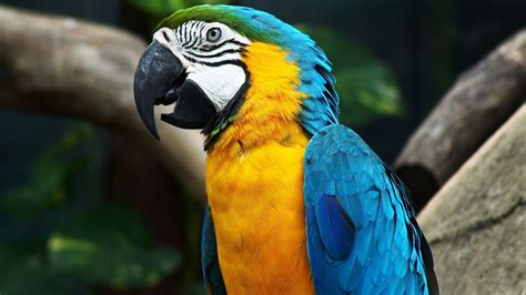 Animals Birds Macaws Wallpapers Hd Desktop And Mobile Backgrounds