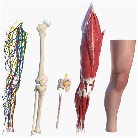 3d Human Knee Joint Anatomy Model Turbosquid 1619046