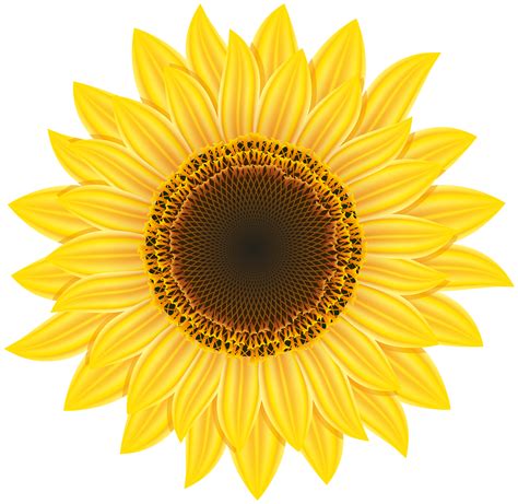 11807 Cricut Sunflower Yellow Explore Air 2 Bundle Png Eps Dxf File