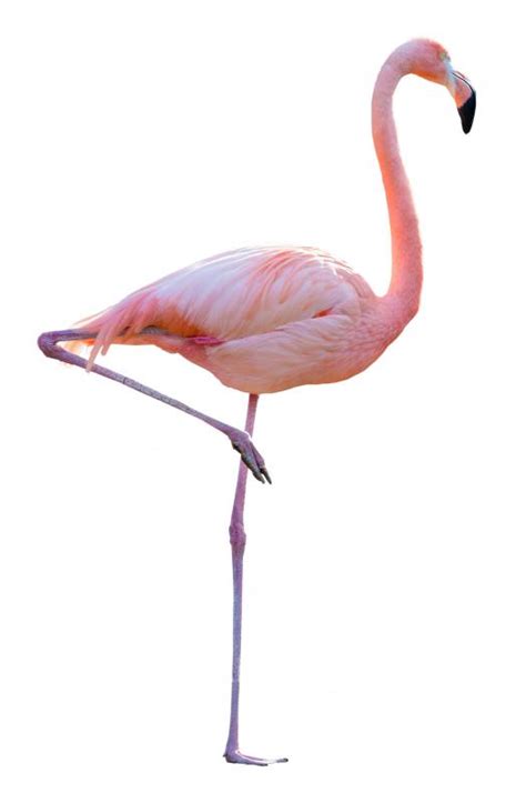 How Are Flamingos Adapted For Their Habitat With Pictures