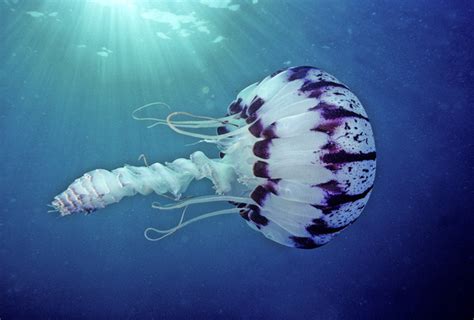 David Wrobel Photography Scyphozoan Jellyfish Purple Stripe Jelly 5