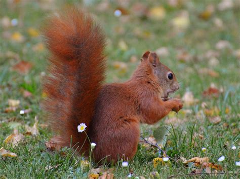 Images Gratuites La Nature Prairie Mignonne Faune Marron