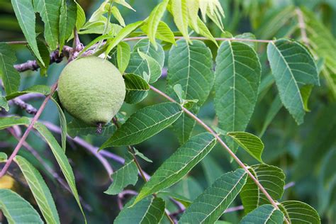 Black Walnut Tree Poisoning In Horses Symptoms Causes Diagnosis