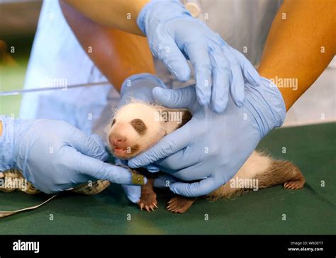 Experts Examine The Female Baby Panda Born By Giant Panda Ting Ting