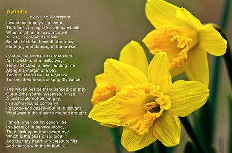 Daffodils Daffodils A Poem By William Wordsworth Delos Johnson