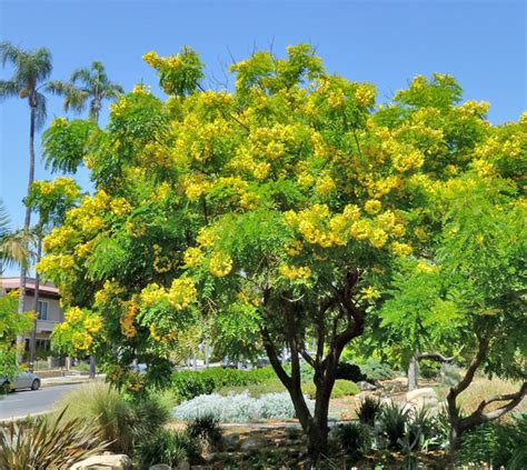 Cassia Leptophylla Gold Medallion Tree