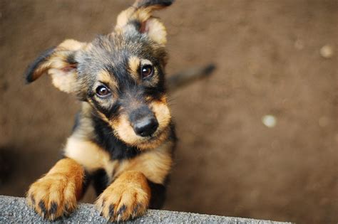 ‘puppy Dog Eyes Were Developed To Appeal To Humans Study