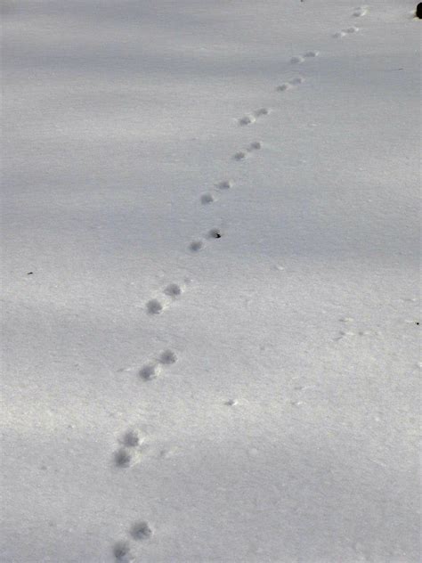 Animal Tracks In Snow Fox Vinaml
