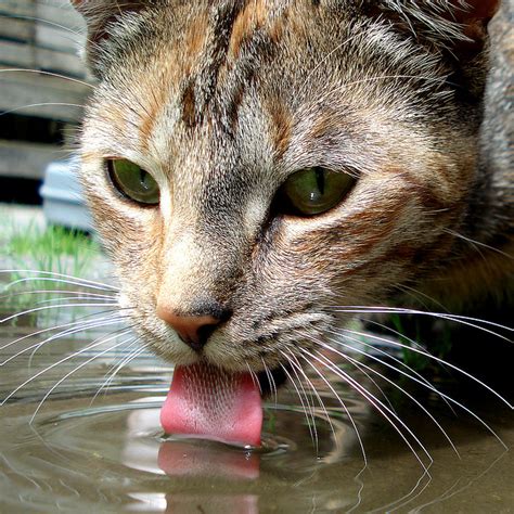 The Ingenious Way Cats And Dogs Drink Water