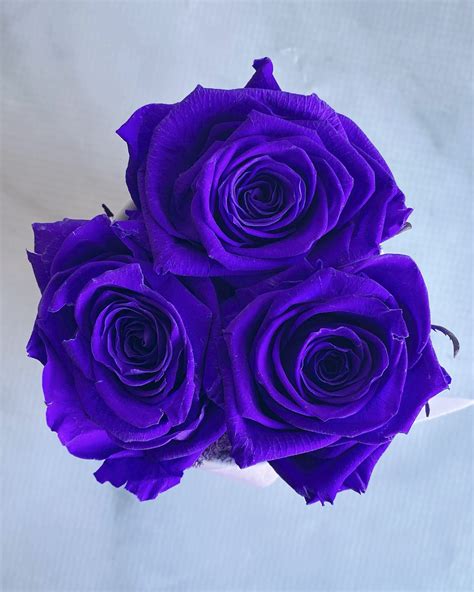 Permanent Rose - Deep Purple - Preserved Flowers