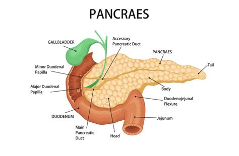 Pancreas And Duodenum Location Healthcare Illustrations Creative Market