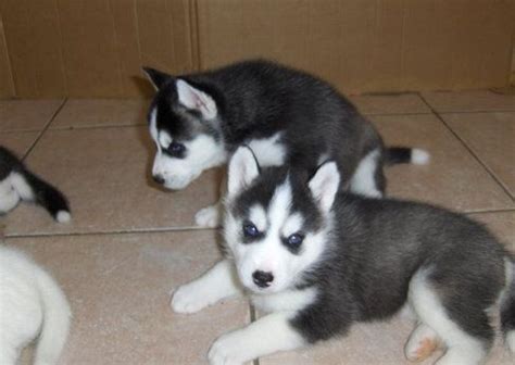 Previous siberian husky experience is required to be considered for adoption. Adorable Husky Puppies For Free Adoption - Dogs For Sale ...