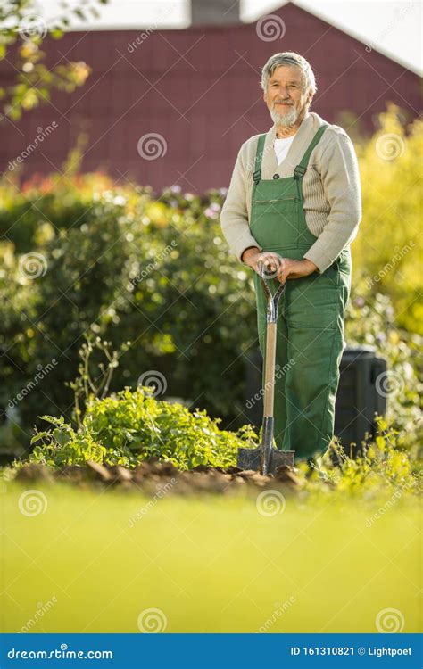 Senior Gardener Gardening In His Garden Stock Image Image Of Autumn