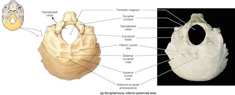 Axial Skeleton (Skull)
