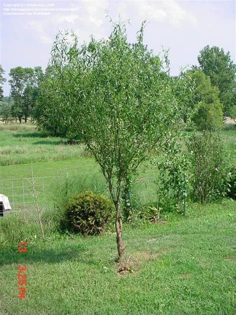 Full Size Picture Of Corkscrew Willow Curly Willow Pekin Willow