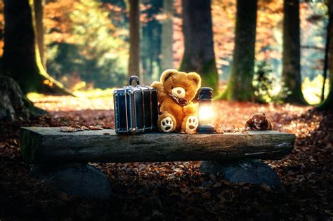 Teddy Bears Cute Alone In Forest Hd Cute 4k Wallpapers Images