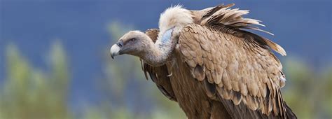 Why We Should All Love The Vulture Bbc Earth
