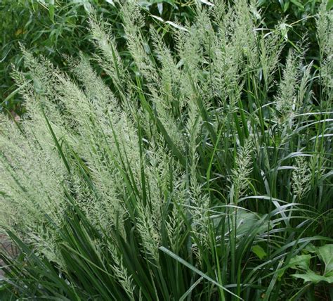 Korean Feather Reed Grass Calamagrostis Brachytricha Canada