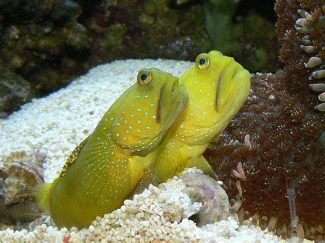 Fish Index Yellow Watchman Goby Cryptocentrus Cinctus