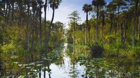 Big Cypress National Preserve Guide Uncharted Florida