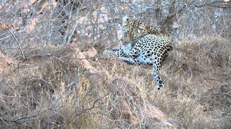 Leopard Sighting In Kapama Youtube