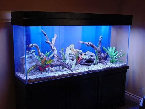 We love our new acrylic tank and setup. Best Fish Tank Decorations | Cool fish tanks, Fish tank ...