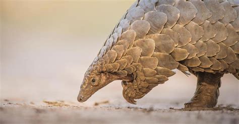 These scales are made from keratin — the same protein that forms human hair and fingernails. Pangolin traffickers nabbed - Crime - Namibian Sun