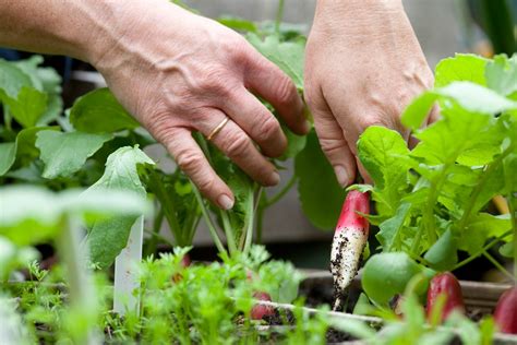 Six Crops to Harvest in April - BBC Gardeners World Magazine