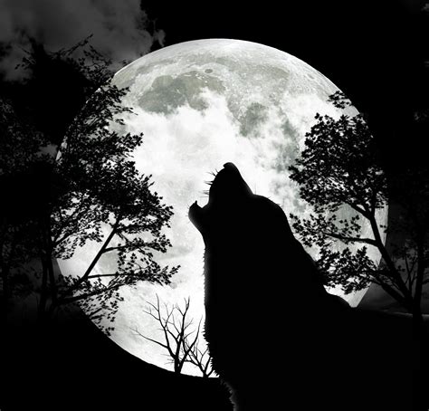 Wolf Howling At The Moon Wallpaper Images