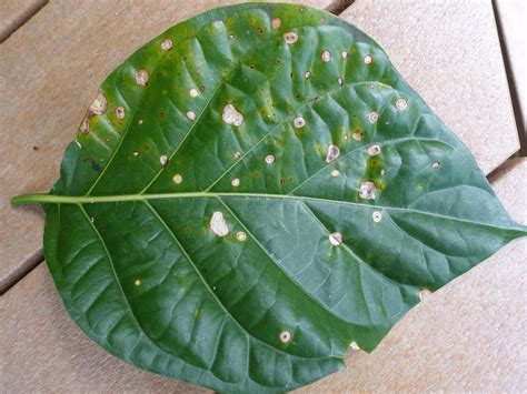 6 Most Common Viburnum Diseases And How To Treat Them Dengarden
