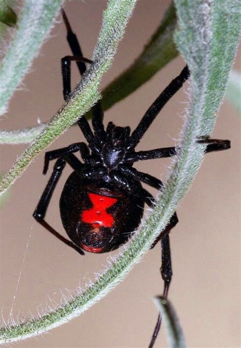 Pin By Aγarι Gaℓνιςιus 🌹 On Arañas Bugs And Insects Black Widow