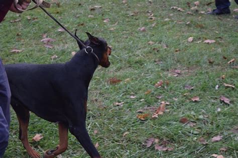 Doberman Pinscher Information And Dog Breed Facts
