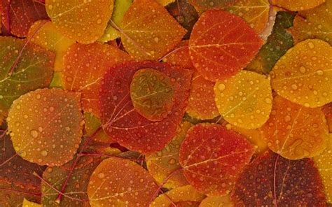 76 Fall Colors Desktop Wallpaper Wallpapersafari
