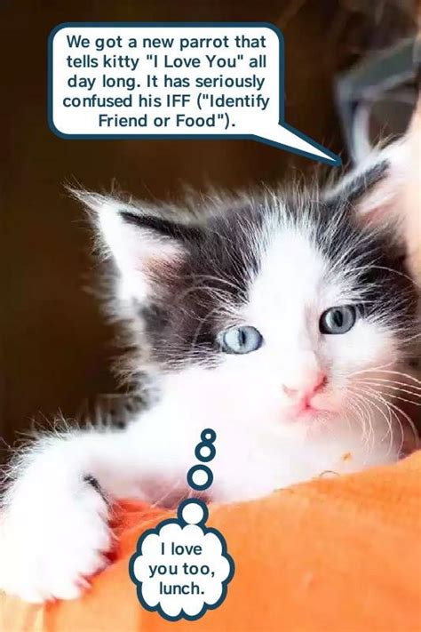 I Love You Too Lunch Lolcats Lol Cat Memes Funny