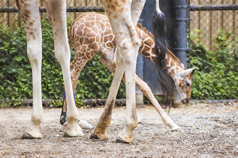 Photos Zoos Baby Giraffe Takes First Steps Outdoors With New