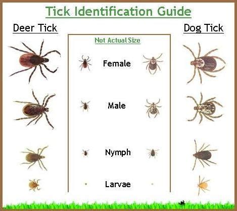 These introduced invasive species destroy the native ecosystem. Masters Termite & Pest Control | Port Jervis, NY 12771 ...